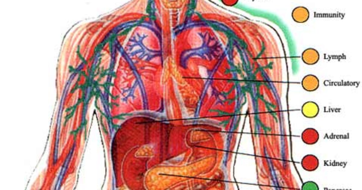 List of Body Systems