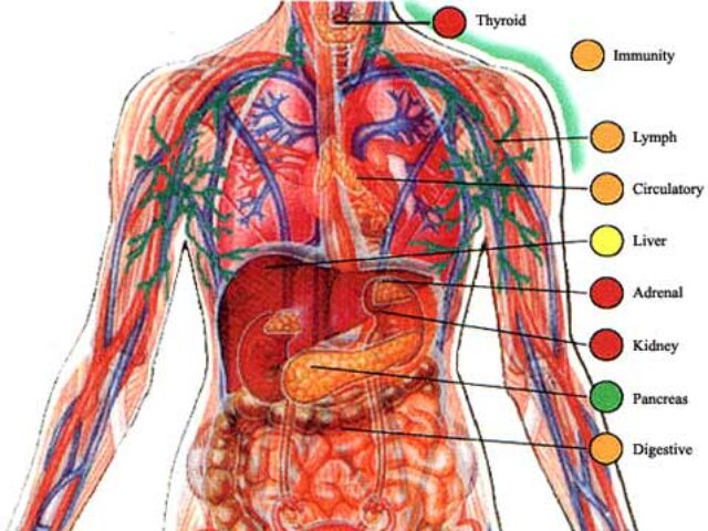 List of Body Systems